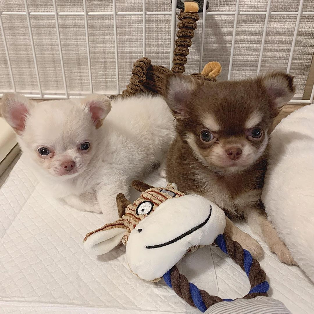 Apple & Bailey Mädchen